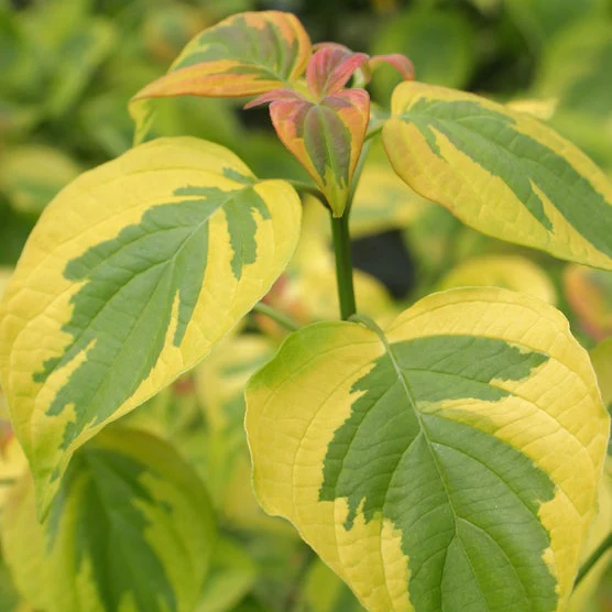 GOLDEN SHADOWS® Dogwood-Pagoda | Proven Winners® - Image 2