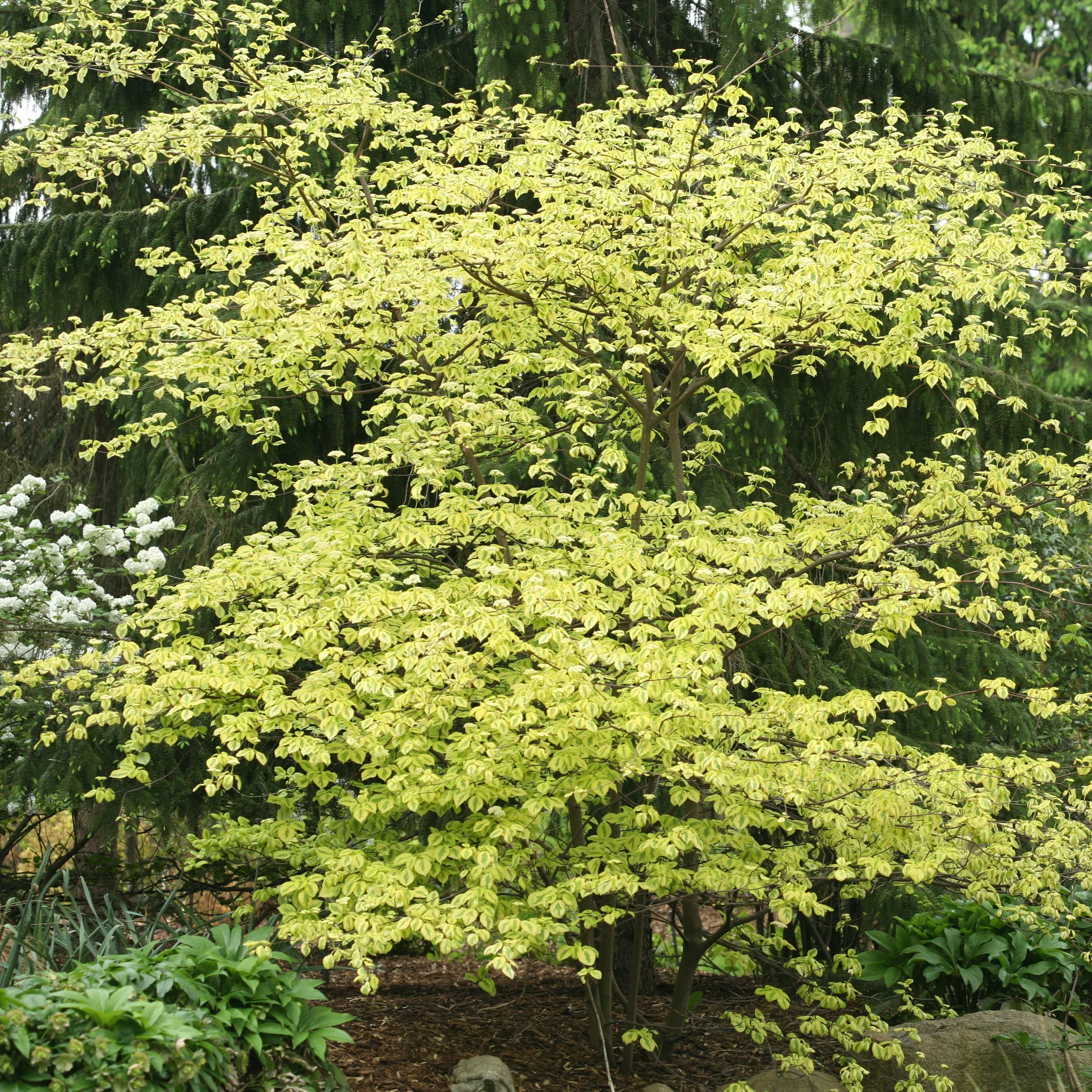 GOLDEN SHADOWS® Dogwood-Pagoda | Proven Winners® - Image 3