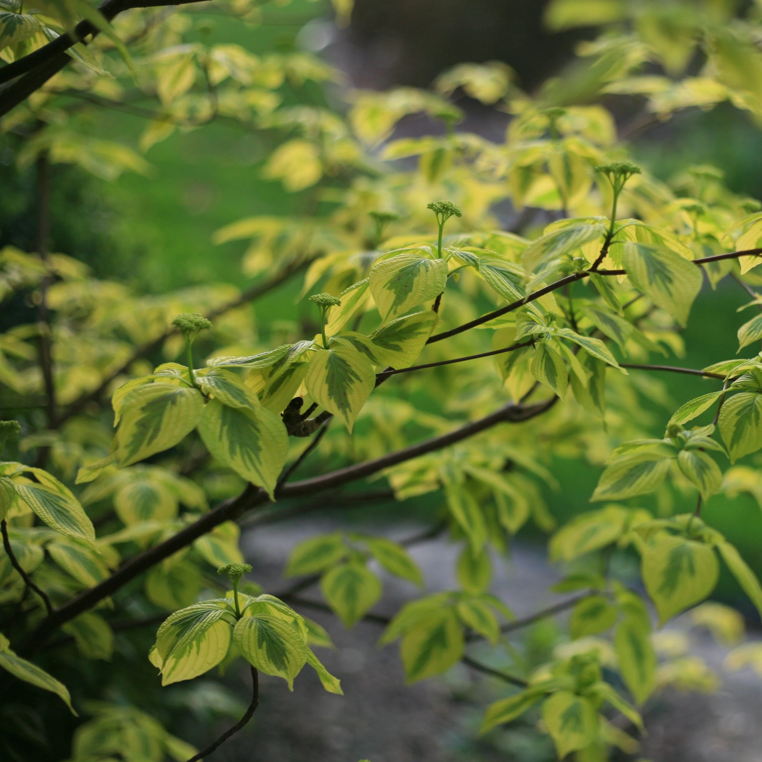 GOLDEN SHADOWS® Dogwood-Pagoda | Proven Winners® - Image 4