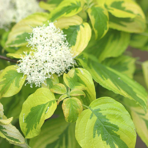 GOLDEN SHADOWS® Dogwood-Pagoda | Proven Winners® - Image 5