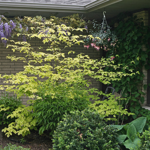 GOLDEN SHADOWS® Dogwood-Pagoda | Proven Winners® - Image 6