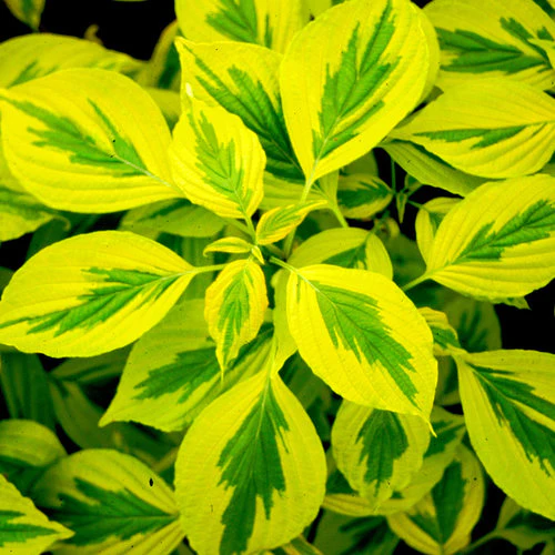 GOLDEN SHADOWS® Dogwood-Pagoda | Proven Winners® - Image 7
