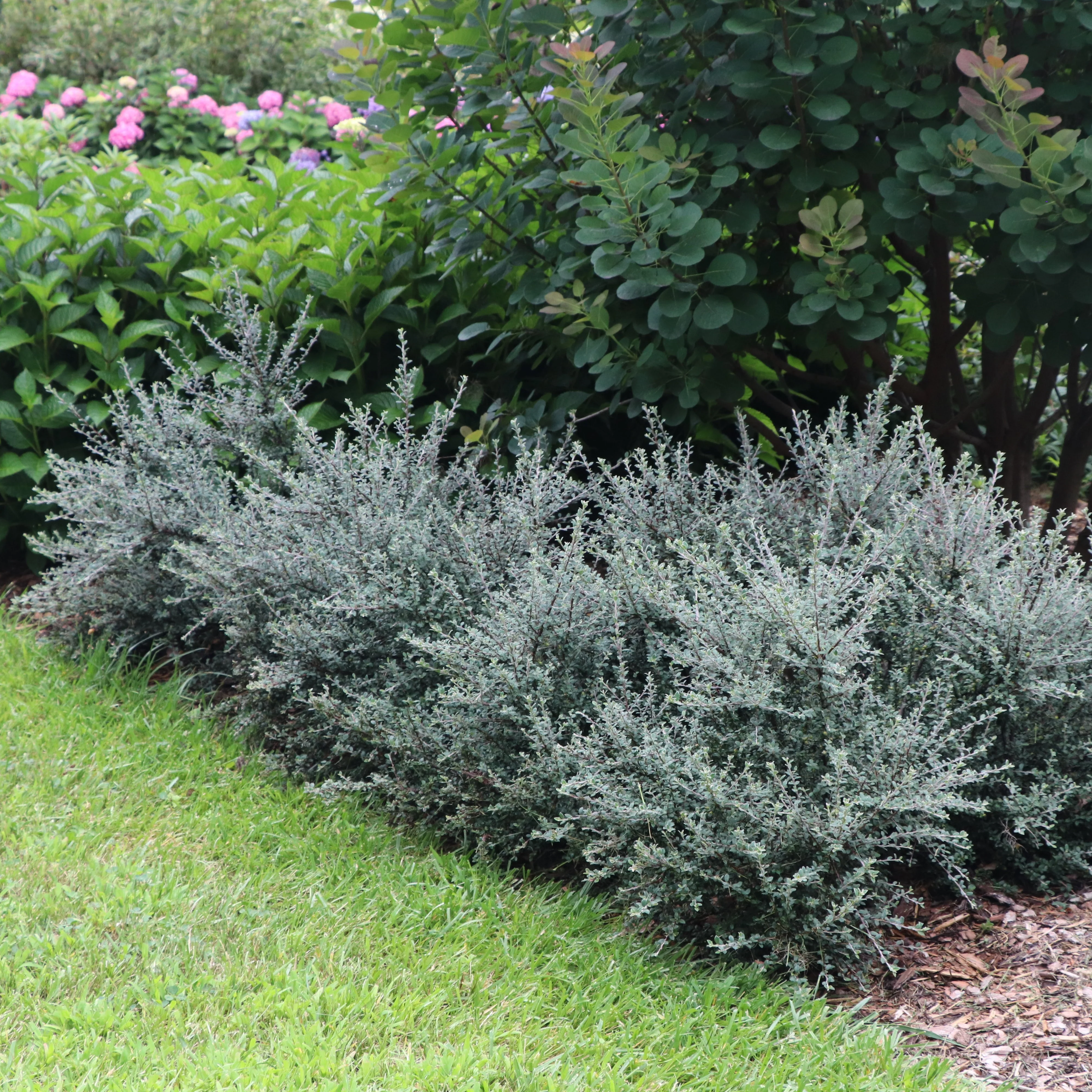 SILVERSTONE™ Cotoneaster | Proven Winners®