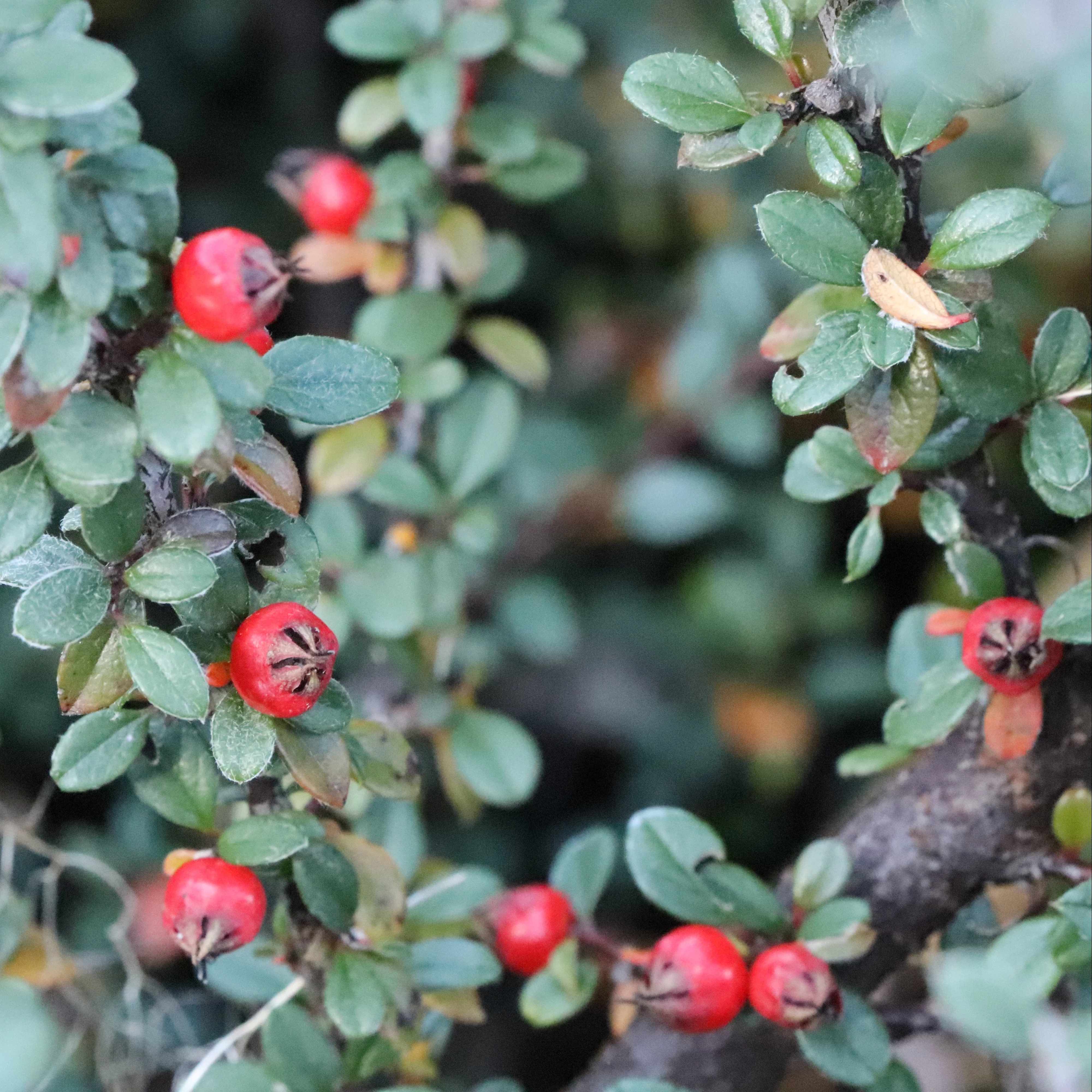SILVERSTONE™ Cotoneaster | Proven Winners® - Image 2