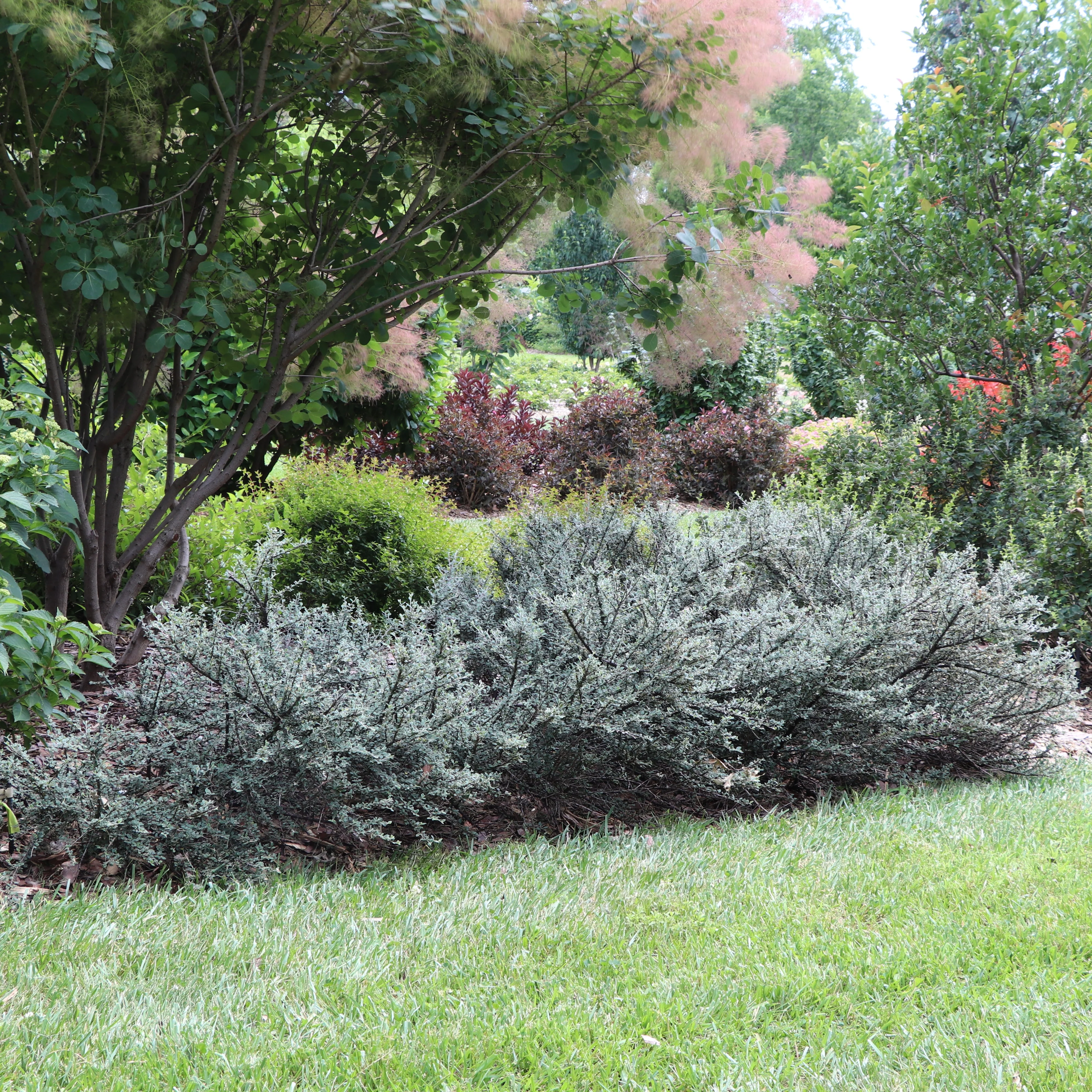 SILVERSTONE™ Cotoneaster | Proven Winners® - Image 3