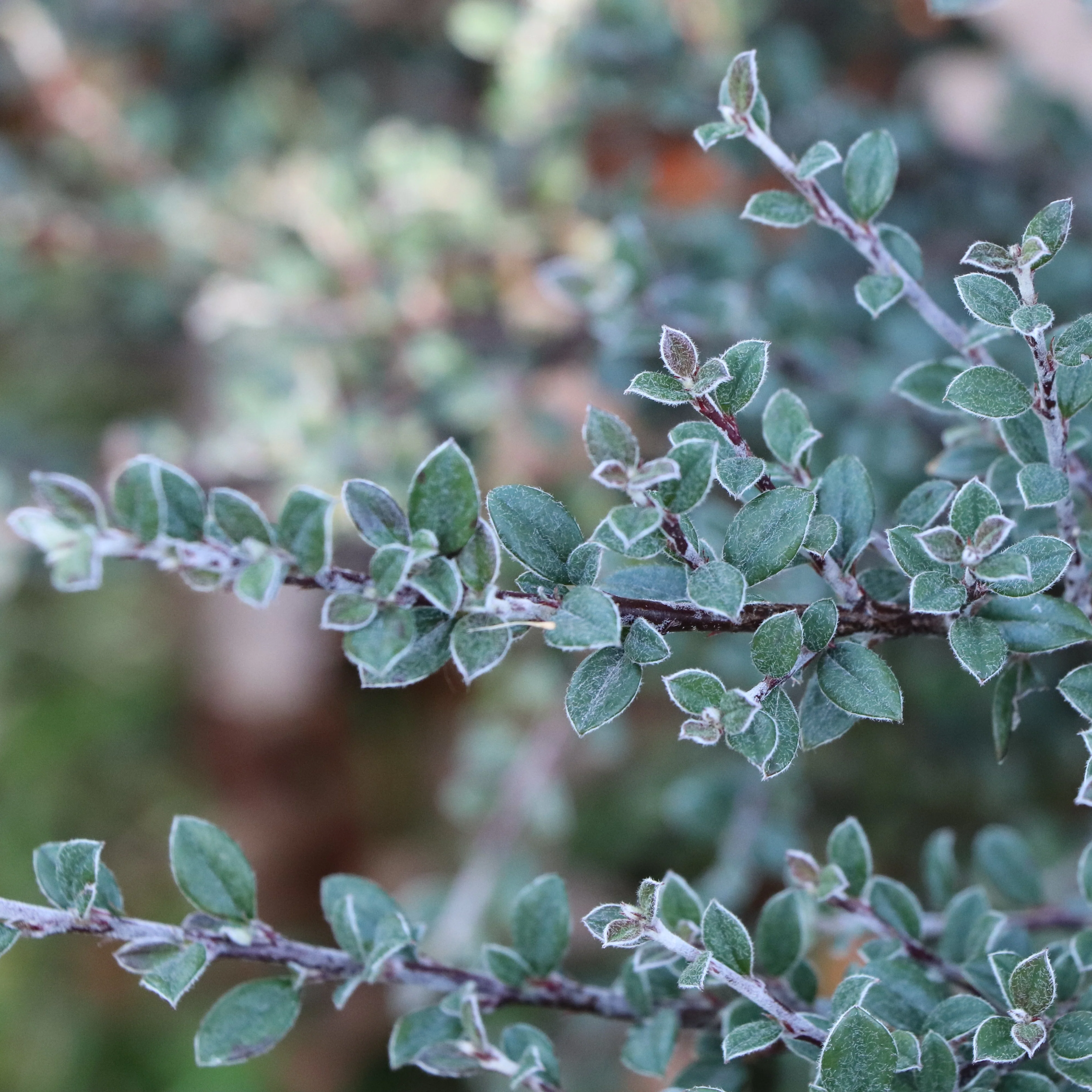 SILVERSTONE™ Cotoneaster | Proven Winners® - Image 4