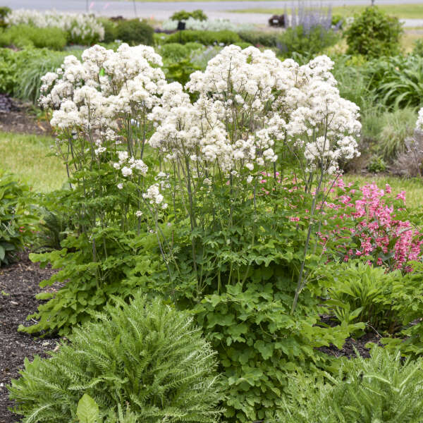 Cotton Ball' Thalictrum | Proven Winners®