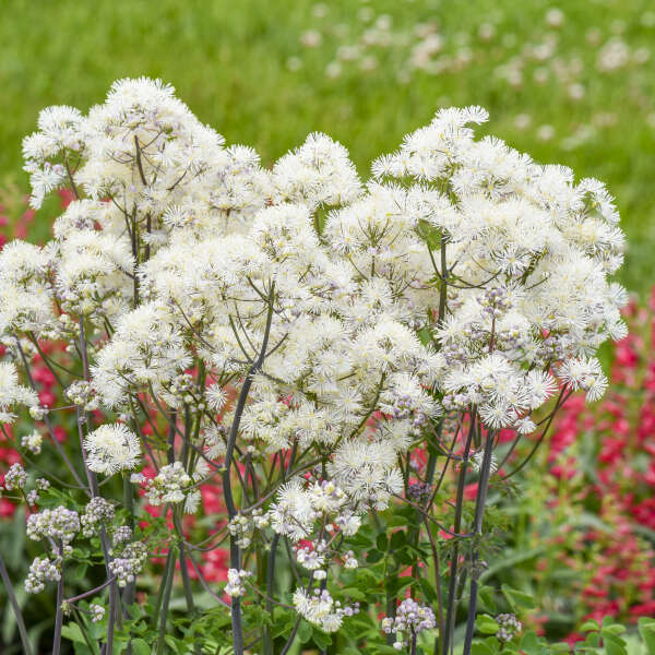 Cotton Ball' Thalictrum | Proven Winners® - Image 2