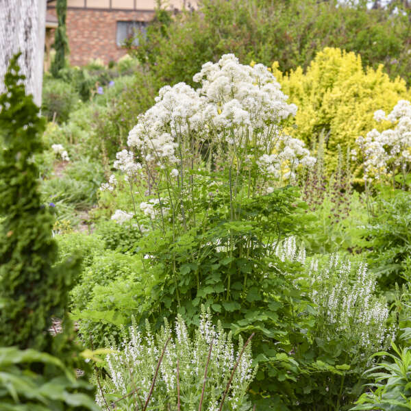 Cotton Ball' Thalictrum | Proven Winners® - Image 3