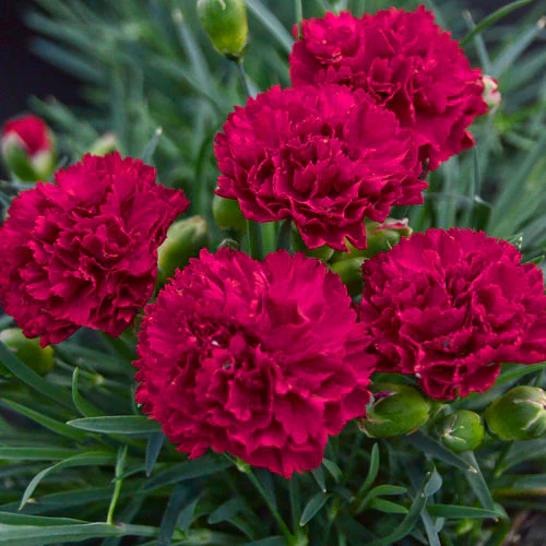 Fruit Punch® 'Cranberry Cocktail' Dianthus | Proven Winners®