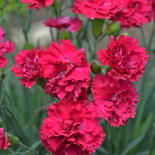 Fruit Punch® 'Cranberry Cocktail' Dianthus | Proven Winners® - Image 2