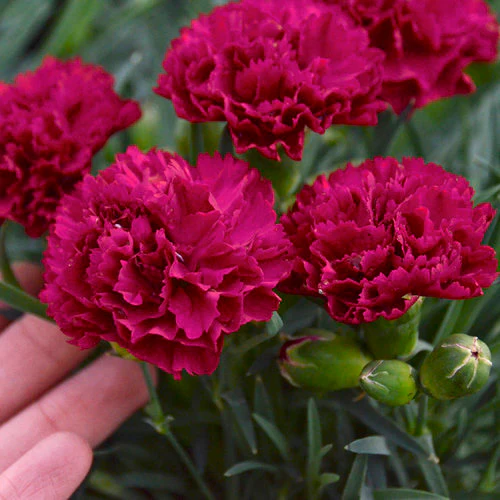 Fruit Punch® 'Cranberry Cocktail' Dianthus | Proven Winners® - Image 3