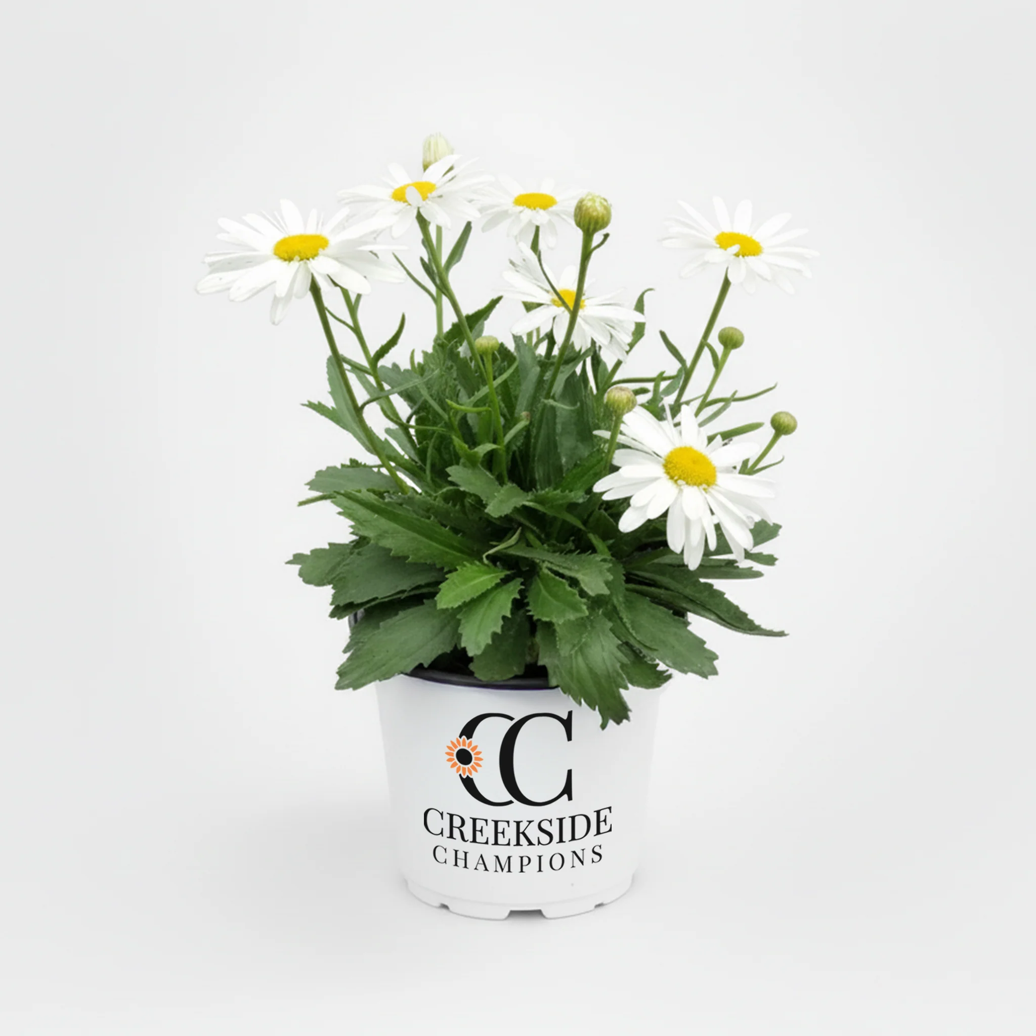 Crazy Daisy' Leucanthemum | Creekside Champions™