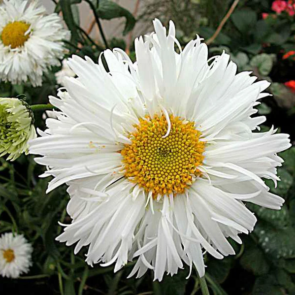 Crazy Daisy' Leucanthemum | Creekside Champions™ - Image 2