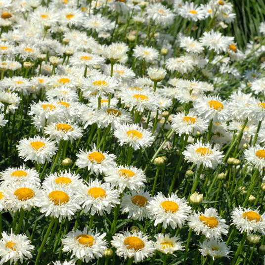 Crazy Daisy' Leucanthemum | Creekside Champions™ - Image 3