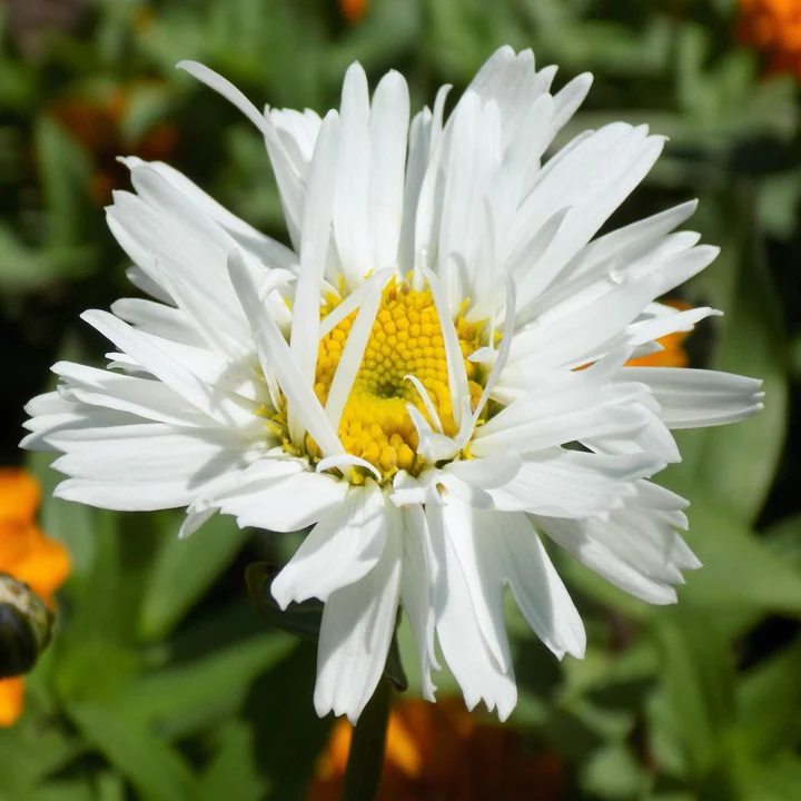Crazy Daisy' Leucanthemum | Creekside Champions™ - Image 4
