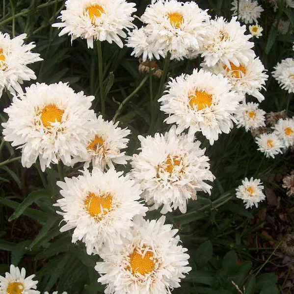 Crazy Daisy' Leucanthemum | Creekside Champions™ - Image 5