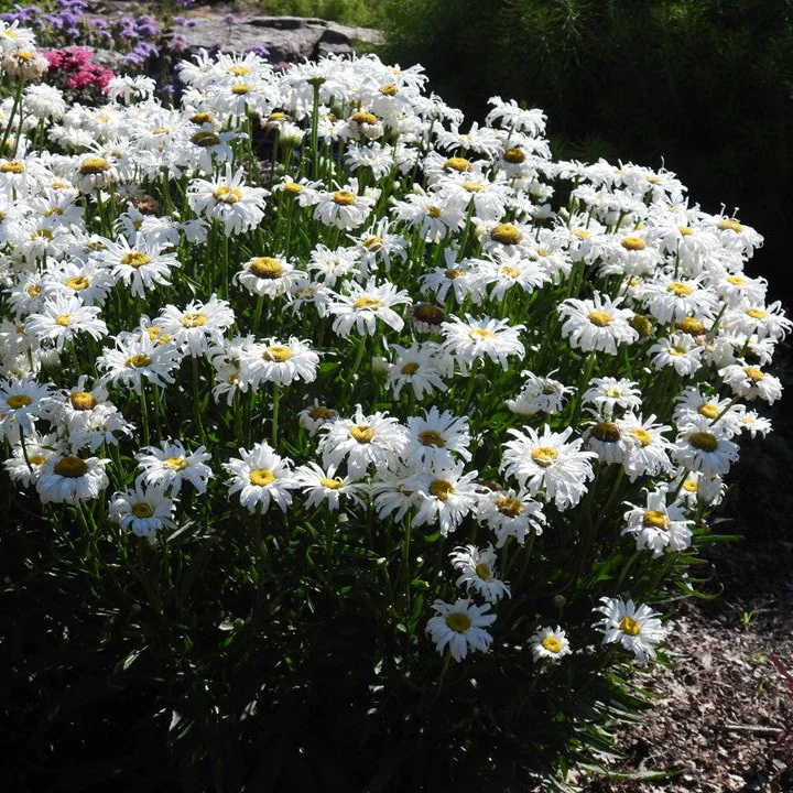 Crazy Daisy' Leucanthemum | Creekside Champions™ - Image 6