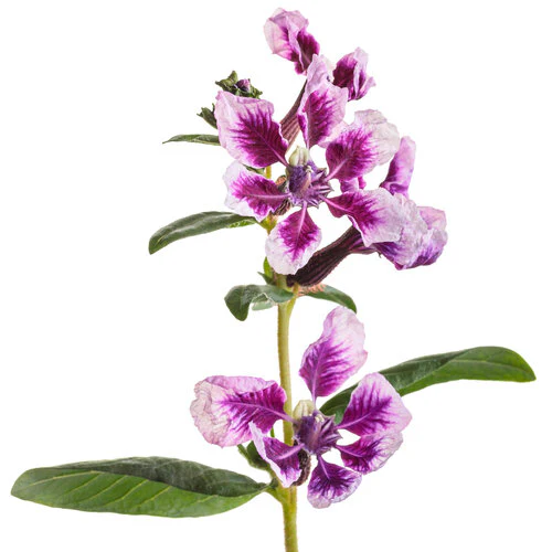 Totally Tempted® Frosted Violets™ Cuphea | Proven Winners® - Image 2