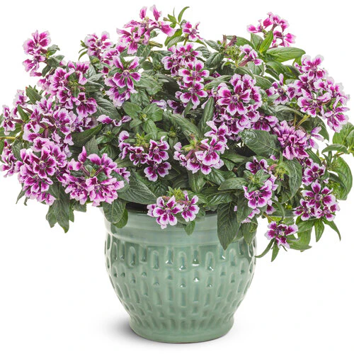 Totally Tempted® Frosted Violets™ Cuphea | Proven Winners® - Image 3