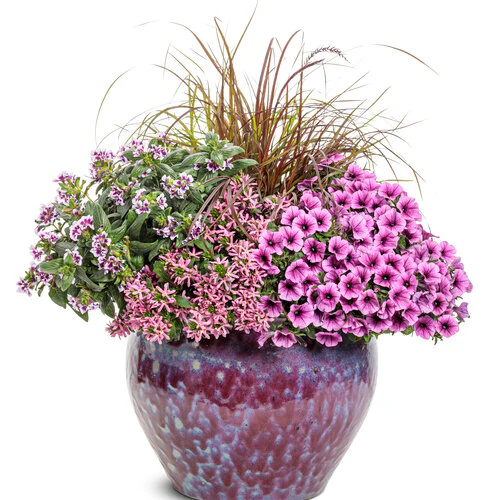 Totally Tempted® Frosted Violets™ Cuphea | Proven Winners® - Image 4