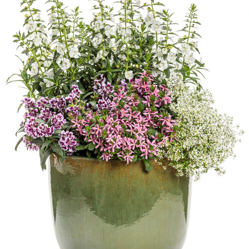 Totally Tempted® Frosted Violets™ Cuphea | Proven Winners® - Image 5
