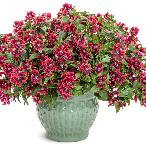 Totally Tempted® Richly Red™ Cuphea | Proven Winners® - Image 2