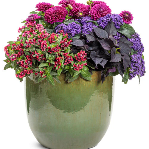Totally Tempted® Richly Red™ Cuphea | Proven Winners® - Image 3