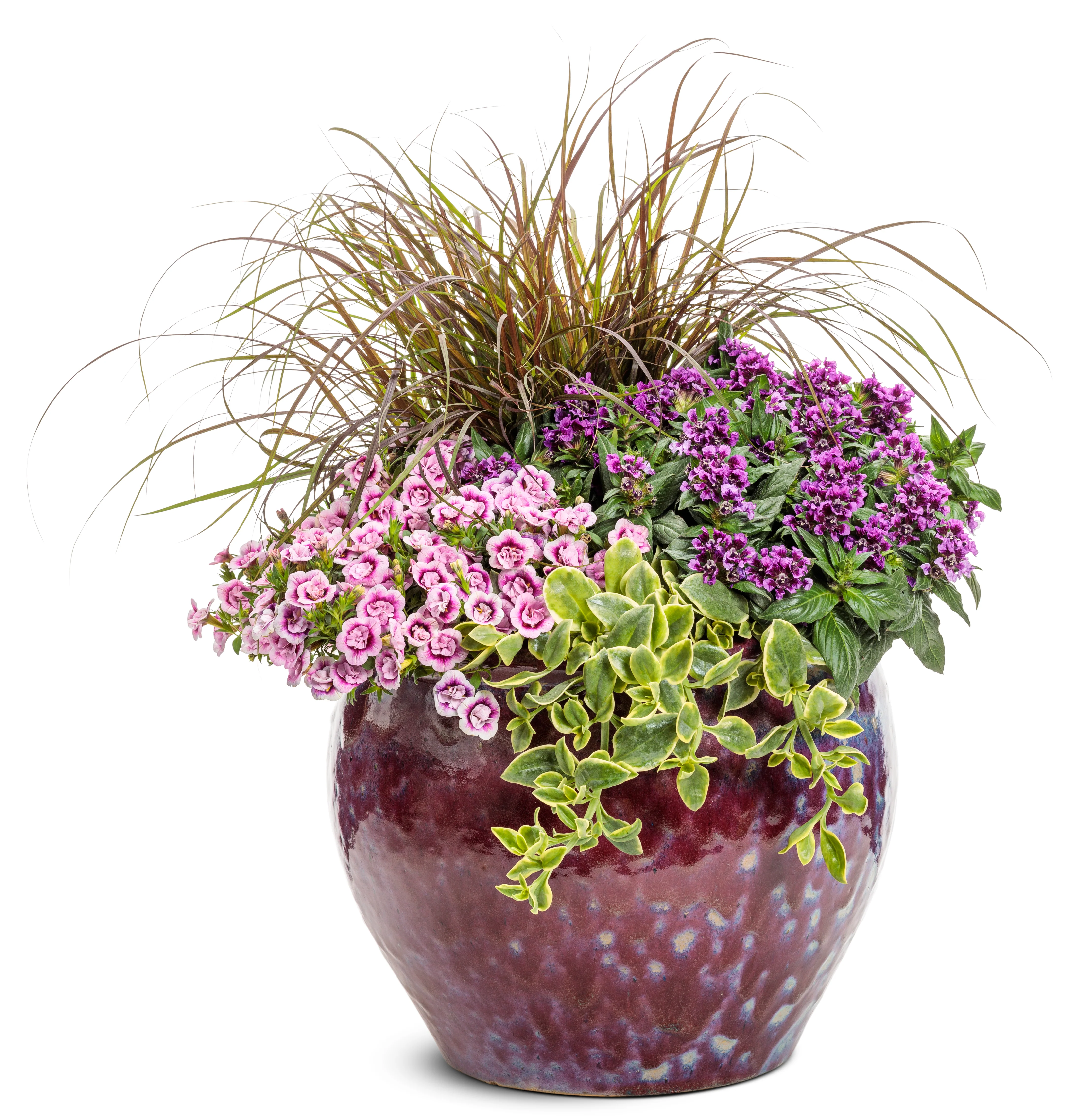 Totally Tempted® Vivid Violet™ Cuphea | Proven Winners® - Image 2
