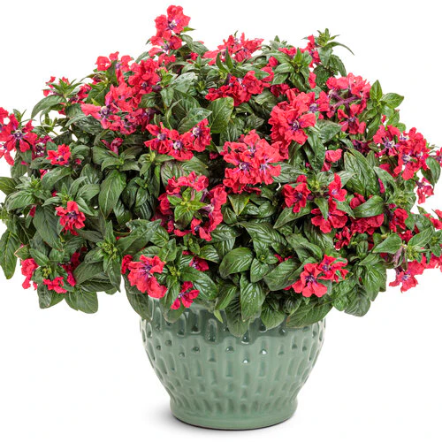 Totally Tempted® Watermelon Wine™ Cuphea | Proven Winners® - Image 2