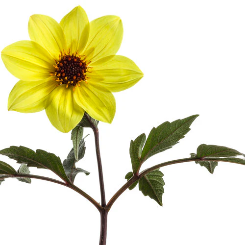 Mystic Illusion Dahlia | Proven Winners® - Image 2