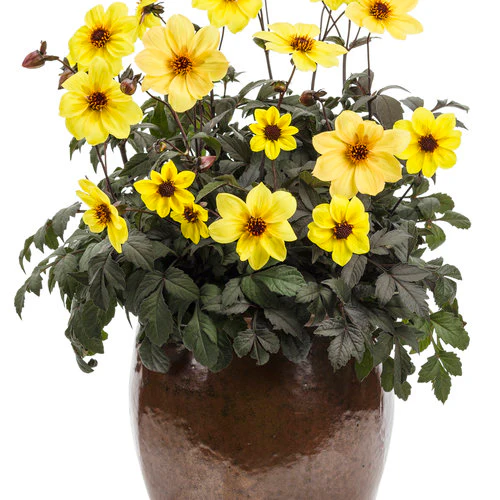 Mystic Illusion Dahlia | Proven Winners® - Image 3