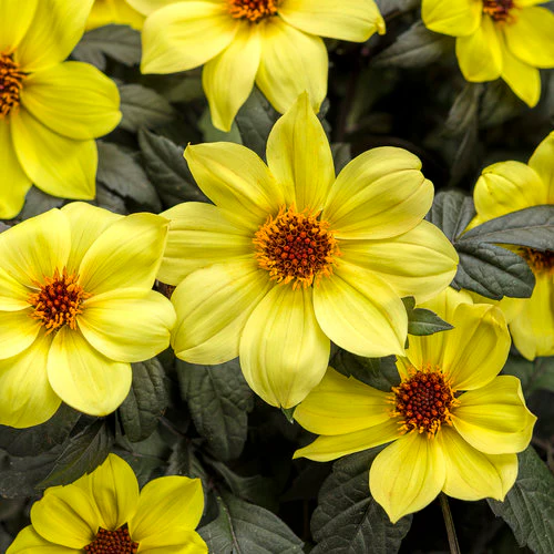 Mystic Illusion Dahlia | Proven Winners® - Image 4