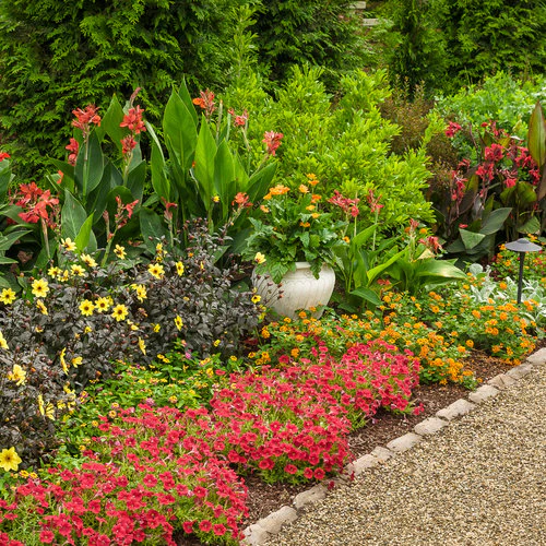 Mystic Illusion Dahlia | Proven Winners® - Image 6