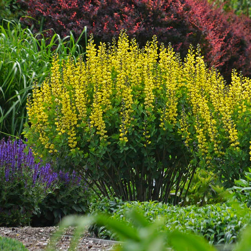 Decadence® 'Lemon Meringue' Baptisia | Proven Winners® - Image 2