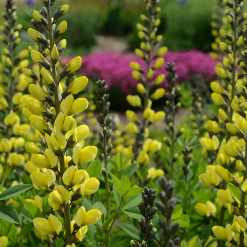 Decadence® 'Lemon Meringue' Baptisia | Proven Winners® - Image 3