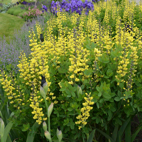 Decadence® 'Lemon Meringue' Baptisia | Proven Winners® - Image 4