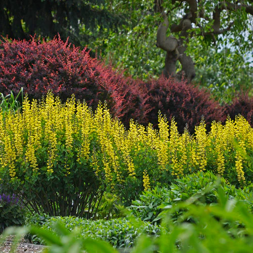 Decadence® 'Lemon Meringue' Baptisia | Proven Winners® - Image 5