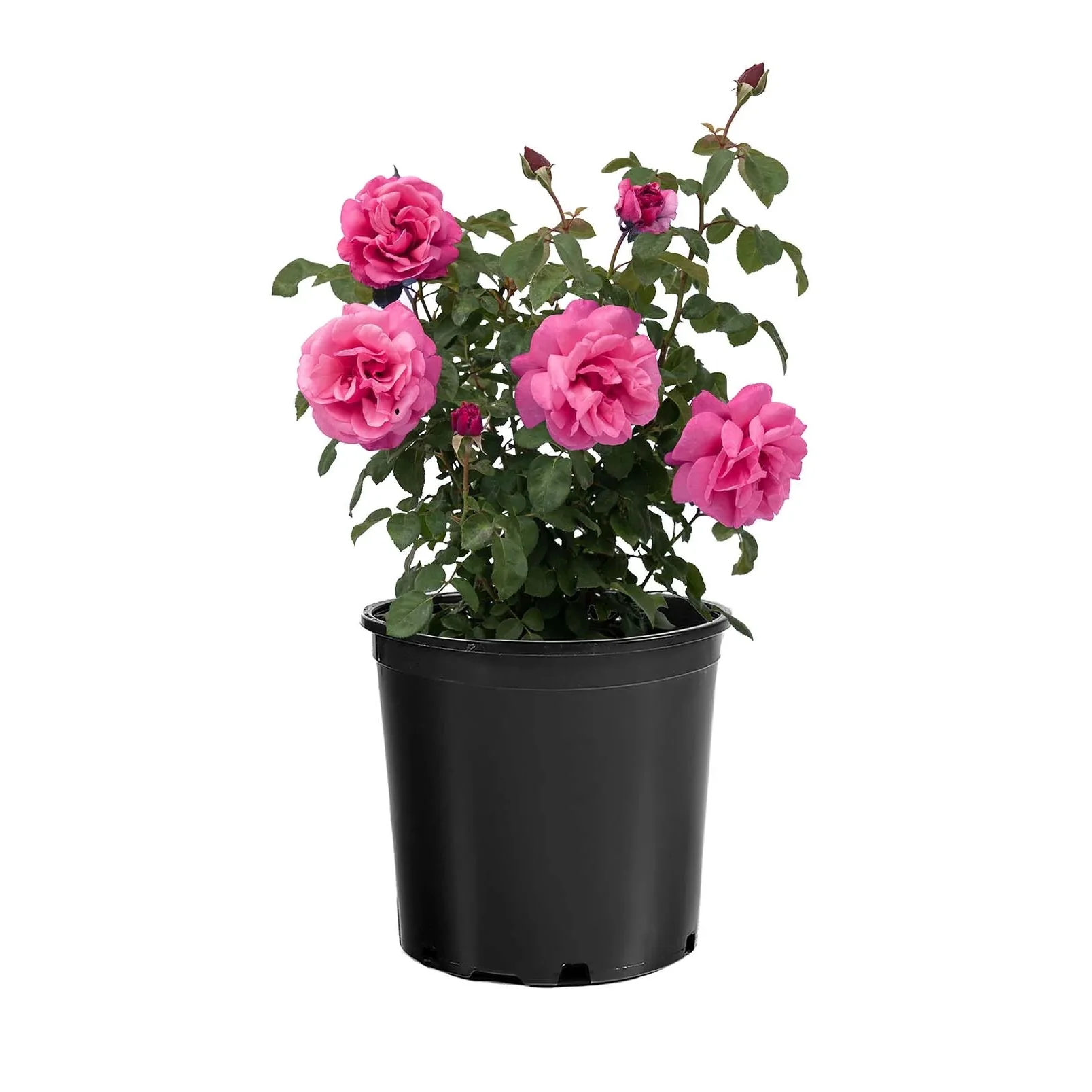 Dee-Lish® Rose | Star® Roses - Image 3