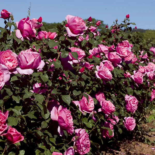 Dee-Lish® Rose | Star® Roses - Image 4