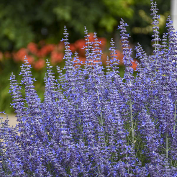 Denim 'n Lace' Russian Sage