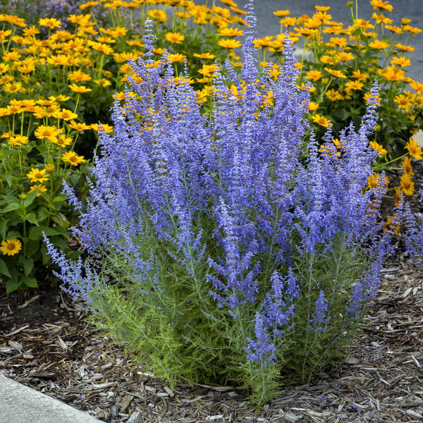 Denim 'n Lace' Russian Sage - Image 2