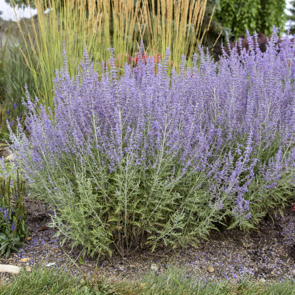 Denim 'n Lace' Russian Sage - Image 3