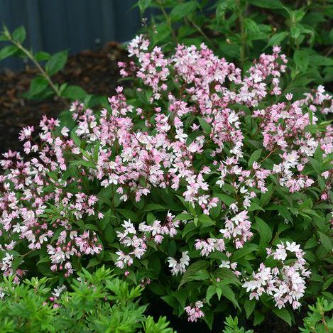 YUKI CHERRY BLOSSOM® 2.0 Deutzia | Proven Winners®