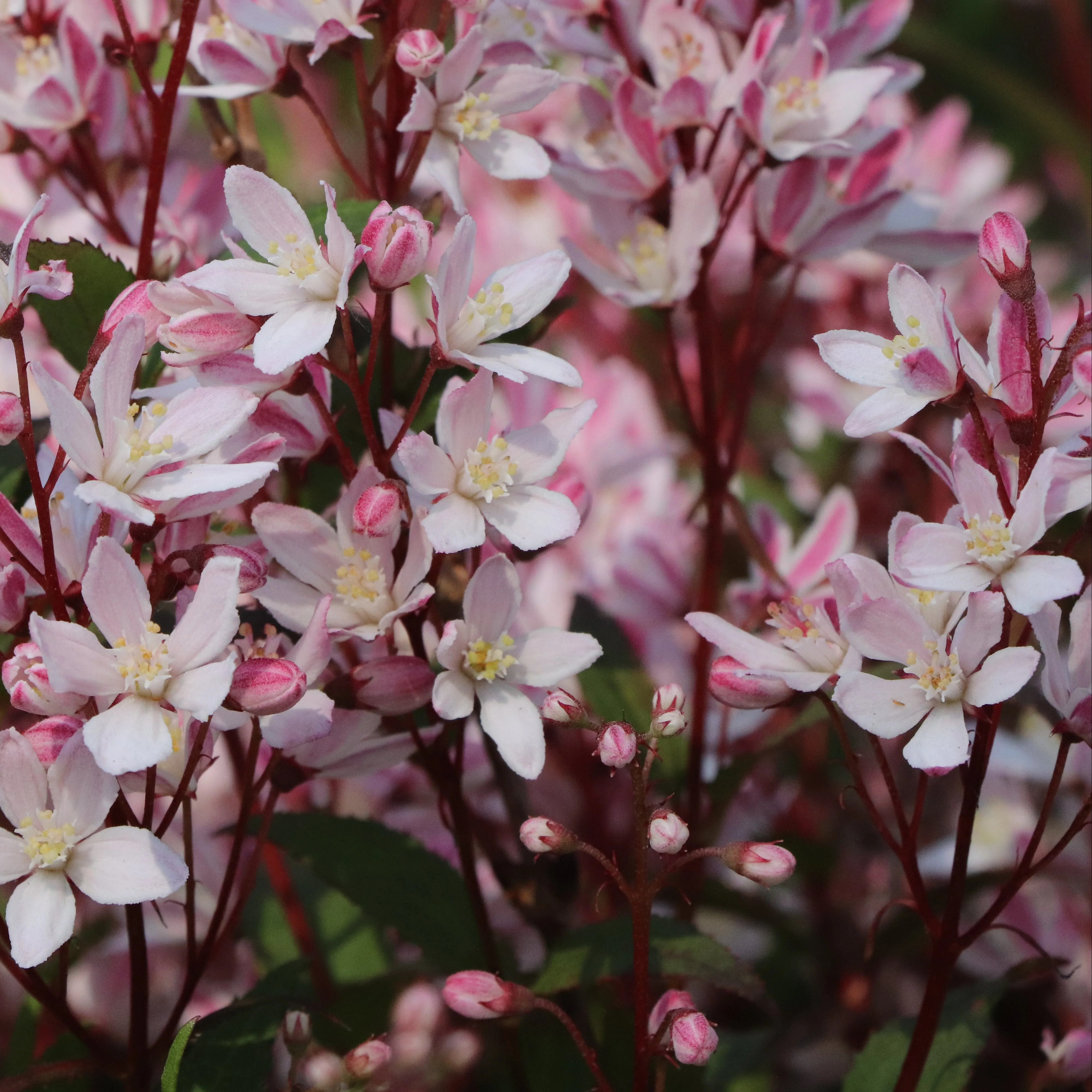 YUKI CHERRY BLOSSOM® 2.0 Deutzia | Proven Winners® - Image 2