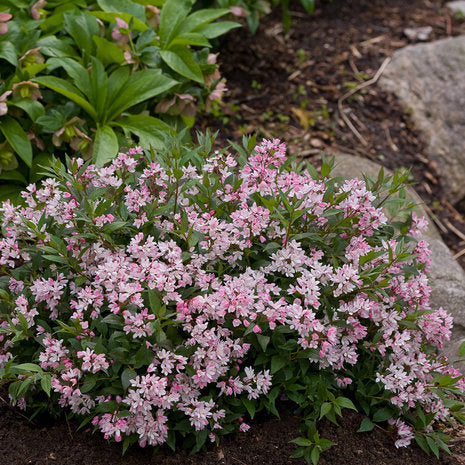 YUKI CHERRY BLOSSOM® 2.0 Deutzia | Proven Winners® - Image 3