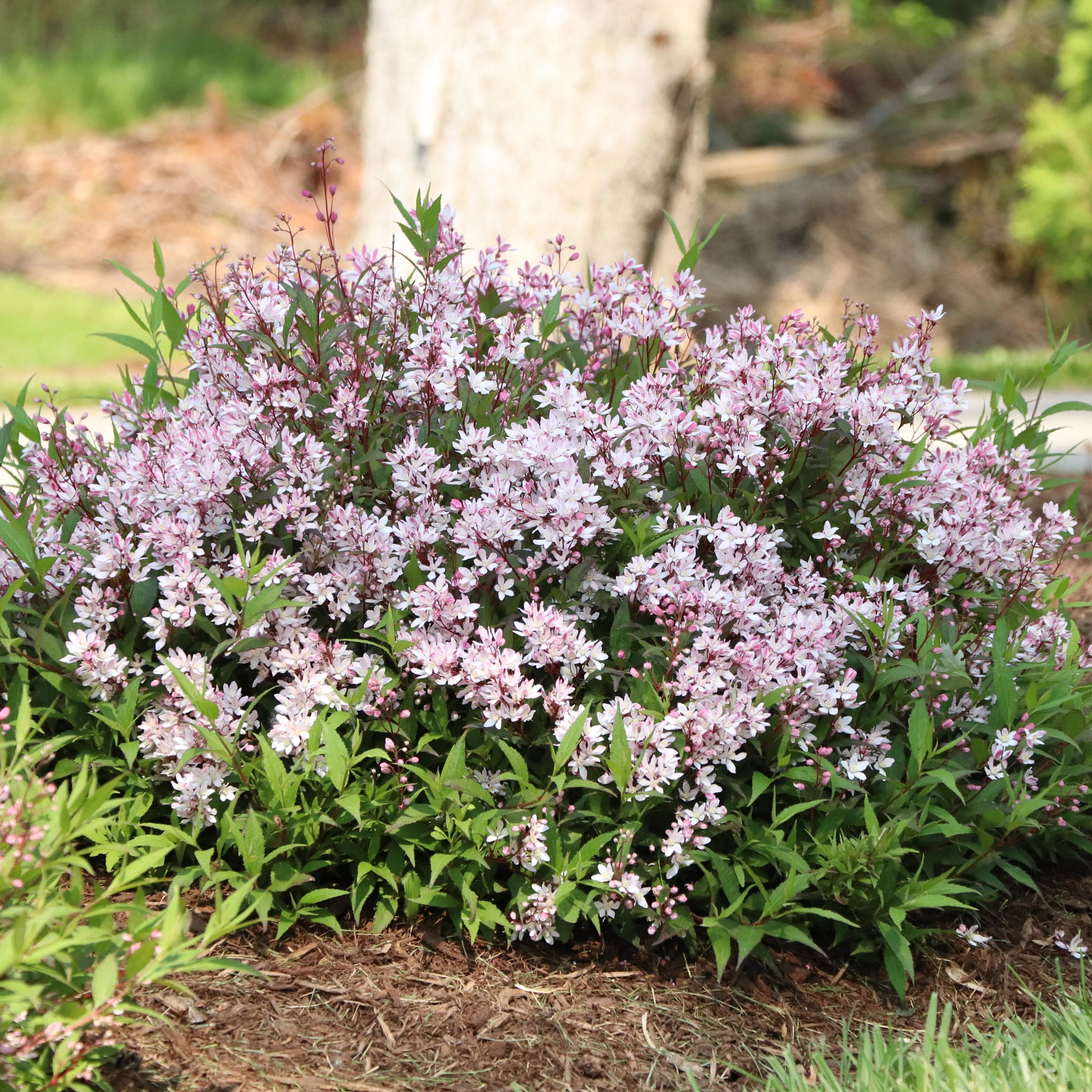 YUKI CHERRY BLOSSOM® 2.0 Deutzia | Proven Winners® - Image 4