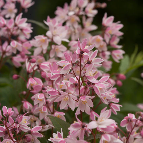 YUKI CHERRY BLOSSOM® 2.0 Deutzia | Proven Winners® - Image 5