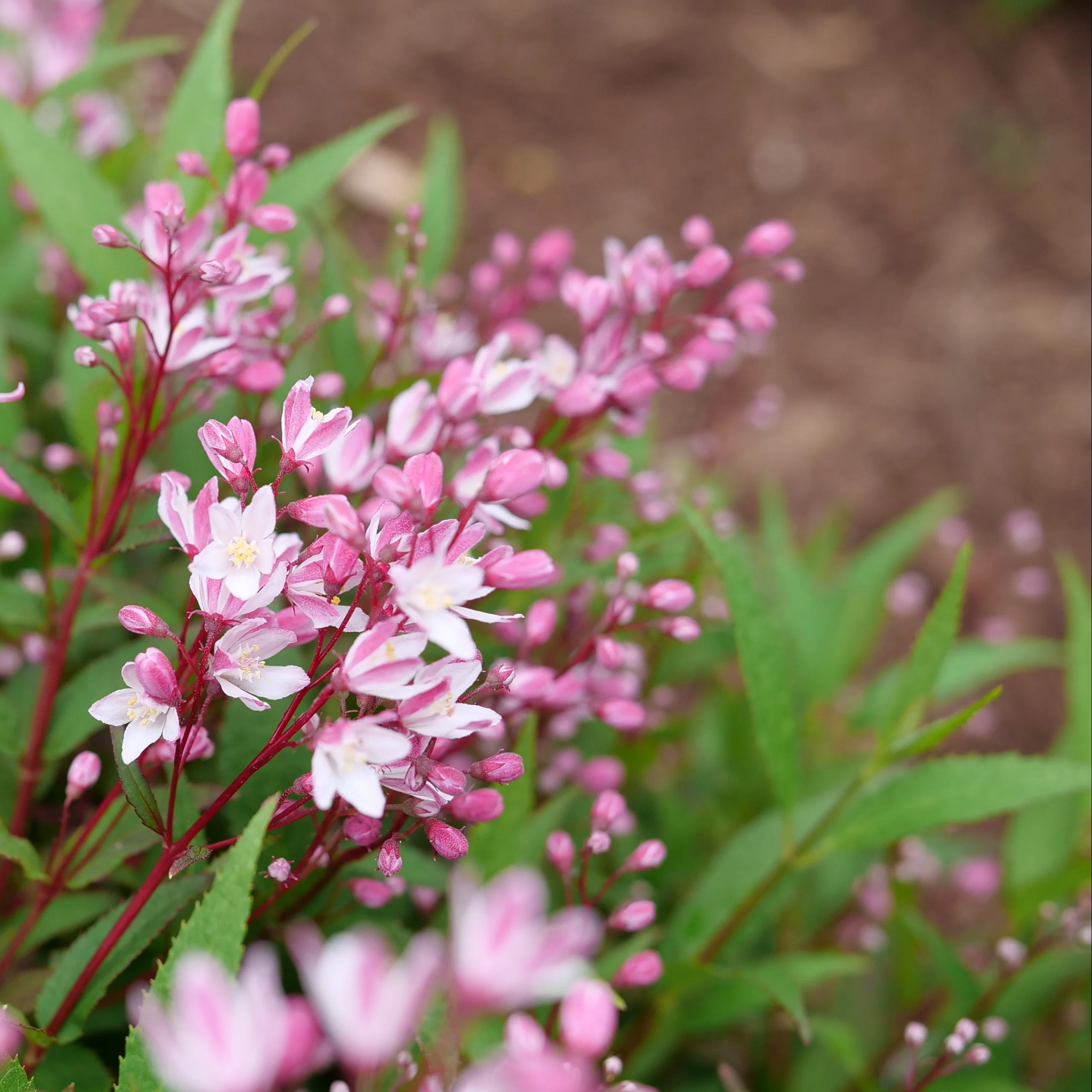 YUKI CHERRY BLOSSOM® 2.0 Deutzia | Proven Winners® - Image 6