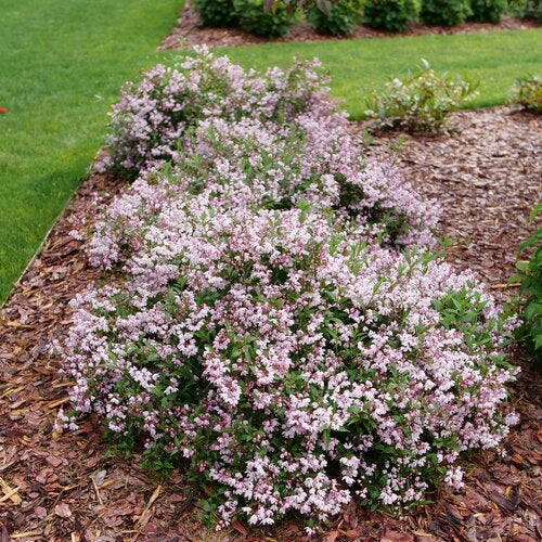 YUKI KABUKI® Deutzia | Proven Winners®